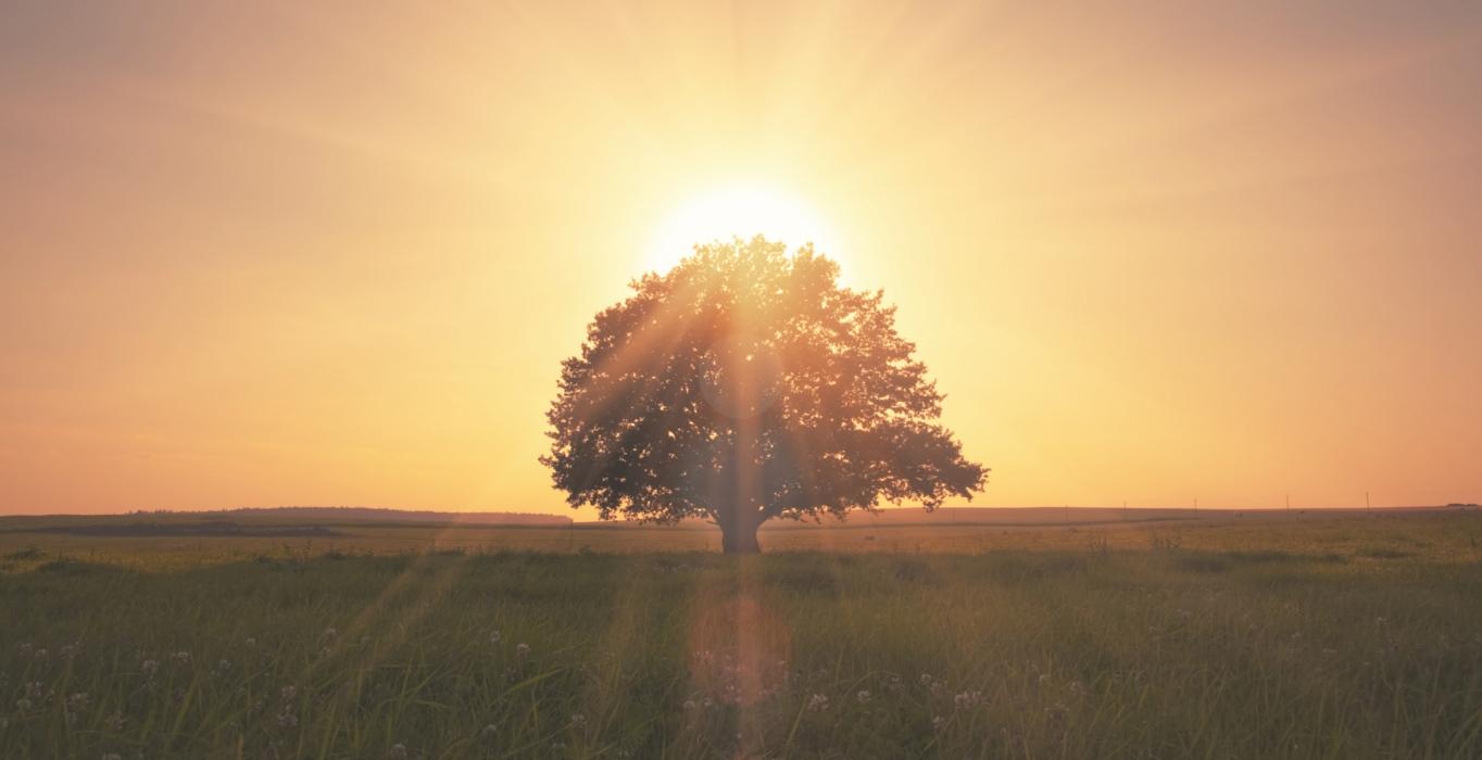 Tree under the sunshine